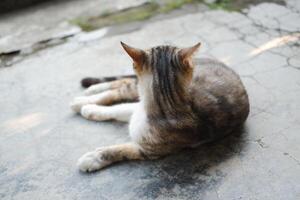 cat laying on the cement in the garden, selective focus photo