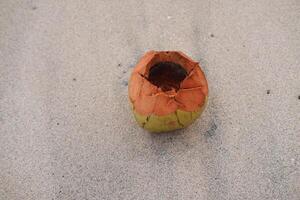 Drifted Coconut on a Tranquil Beach photo