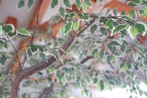 close up of a green ficus in the restaurant photo