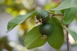 Guava fruit on the tree in the garden with green leaves background photo