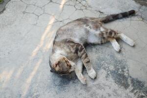 cat laying on the cement in the garden, selective focus photo