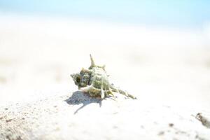 Seashells on the beach. Selective focus. photo