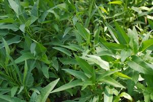 The verdant vegetation flourished under the summer sun photo