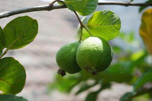 Guava fruit on the tree in the garden with green leaves background photo