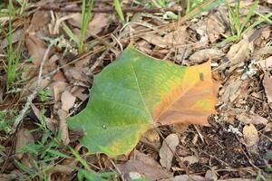 Leaf Laying On The Ground In Fall photo