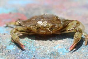 Brown Crab On A Rock At The Beach. photo
