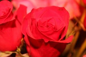 Bouquet Of Red And Pink Roses In A Vase. photo