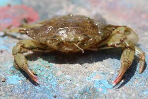 Brown Crab On A Rock At The Beach. photo