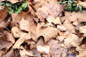 Leaf Laying On The Ground In Fall photo