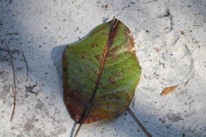 Leaf Laying On The Ground In Fall photo