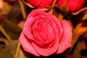 Bouquet Of Red And Pink Roses In A Vase. photo