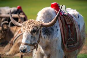 Authentic Mongol Nomad Show, demonstration of a traditional living way of real Mongolian nomads, an attractive for tourists in Mongolia photo