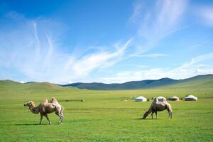 Authentic Mongol Nomad Show, demonstration of a traditional living way of real Mongolian nomads, an attractive for tourists in Mongolia photo