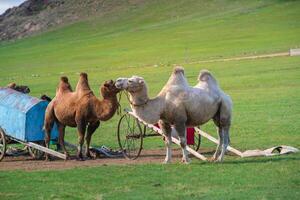 Authentic Mongol Nomad Show, demonstration of a traditional living way of real Mongolian nomads, an attractive for tourists in Mongolia photo