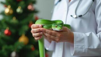 A long green snake in the arms of a veterinarian in a white coat photo