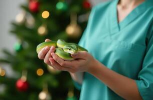 A yellow green snake in the arms of a veterinarian in a green suit on the background of a Christmas tree photo