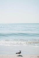 Serene seaside scene with a bird, rolling waves, tranquil environment on sandy shore photo