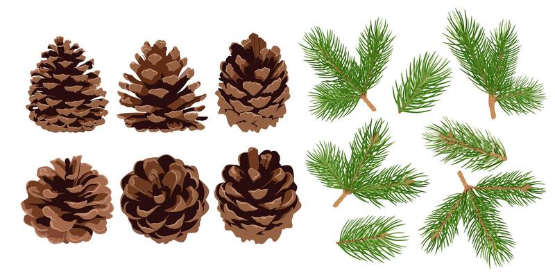 Set of pine cones and pine branches isolated on white background. Hand drawn Christmas decor.