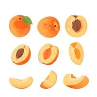 Fresh apricot slices and whole fruits. Flat apricot from different sides isolated on white background. vector