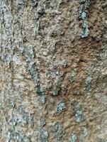 bark of a tree texture photo