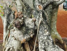 texture bark of a tree photo