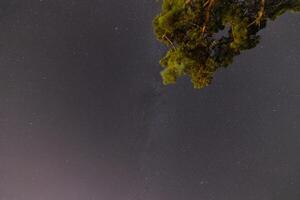 Night sky with a tree silhouette and visible stars, capturing the serene beauty of Corsicas nightscape photo