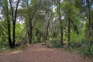 Forest trail with lush greenery, flowing stream, and sunlight filtering through the dense tree canopy photo