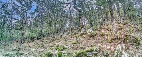 Dense forest along a mountain trail in the Corsican mountains with rocks and trees creating a rugged landscape photo