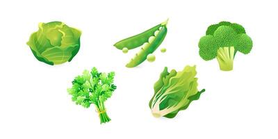 A set of realistic 3D images of green vegetables that are a source of folic acid. Broccoli, green peas, cabbage, parsley, lettuce. vector