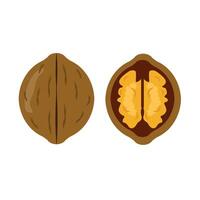 Tasty walnut on white background vector
