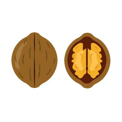 Tasty walnut on white background