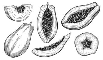 Papaya drawing. Hand drawn illustration of Exotic Tropical Fruit with slices. Linear etching of sweet juicy fresh pawpaw plant for production label or wrapping paper design. Black line art. vector