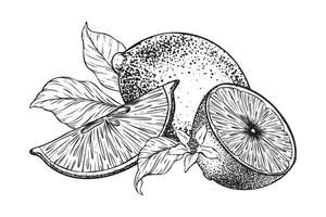 Lemons fruits, Slice of Lemon, flowers and leaves. Hand drawn illustration. Black and white Sketch of citrus. Isolated on white background. Design for menu, package, cosmetic, textile vector