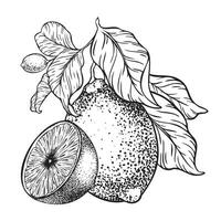 Branch of Lemons , Slice of Lemon, flowers and leaves. Hand drawn Sketch illustration. Black ink outline of citrus. Isolated on white background. Design for menu, package, cosmetic, textile vector