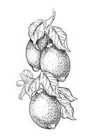 Branch of Lemon fruits and leaves. Hand drawn illustration of lemon tree. Black and white Sketch of lime citrus Isolated on white background. Design for menu, package, cosmetic, textile vector