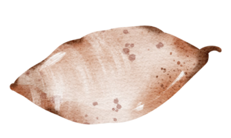 Watercolor drawing sweet potato, potato close up on isolated background. Hand drawn vegetable Element for design Flyers, pamphlets, Posters, Product Packaging. png