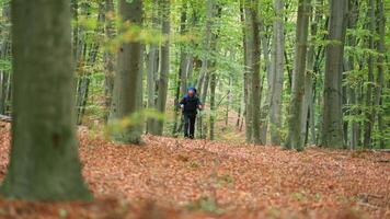 A man is walking through a forest in the fall video