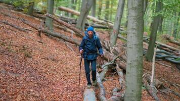 A man walking through a forest with fallen trees video