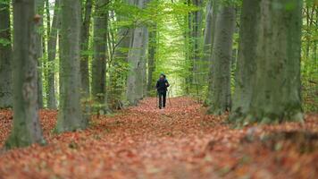 A person walking through a forest with leaves on the ground video