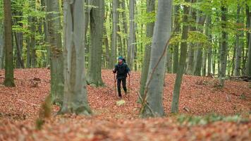 A man is walking through a forest with leaves on the ground video