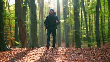 A man is walking through a forest with leaves on the ground video