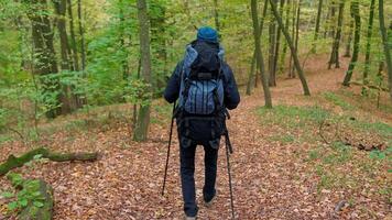 costas Visão do uma homem com uma mochila caminhando através a floresta video