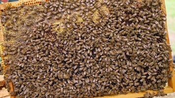 A beekeeper is holding a frame with bees inside video