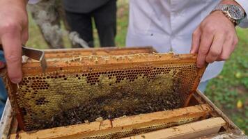 A beekeeper is holding a frame with honeycomb video