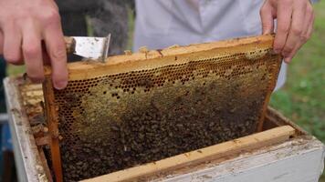 A beekeeper is holding a frame of honeycomb video