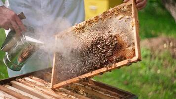 A beekeeper is holding a frame with honeycomb video