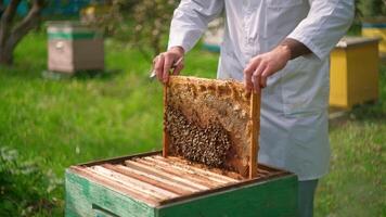 A beekeeper is holding a frame with honeycomb video