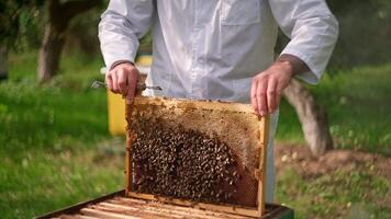 A beekeeper is holding a frame with honeycomb video