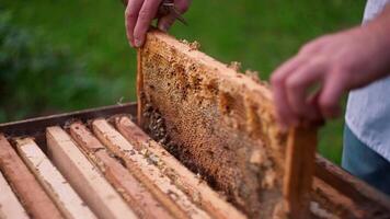 A man is holding a frame with honeycomb video