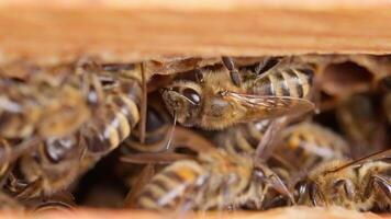 Bees in a hive with a hole in the middle video